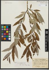 Foto von Salix rigida Muhl.